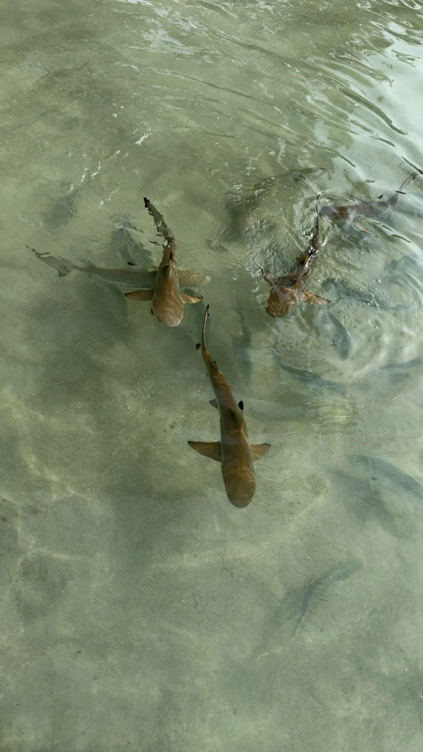 Baby sharks seen from above the water, with shadows visible on the bottom.