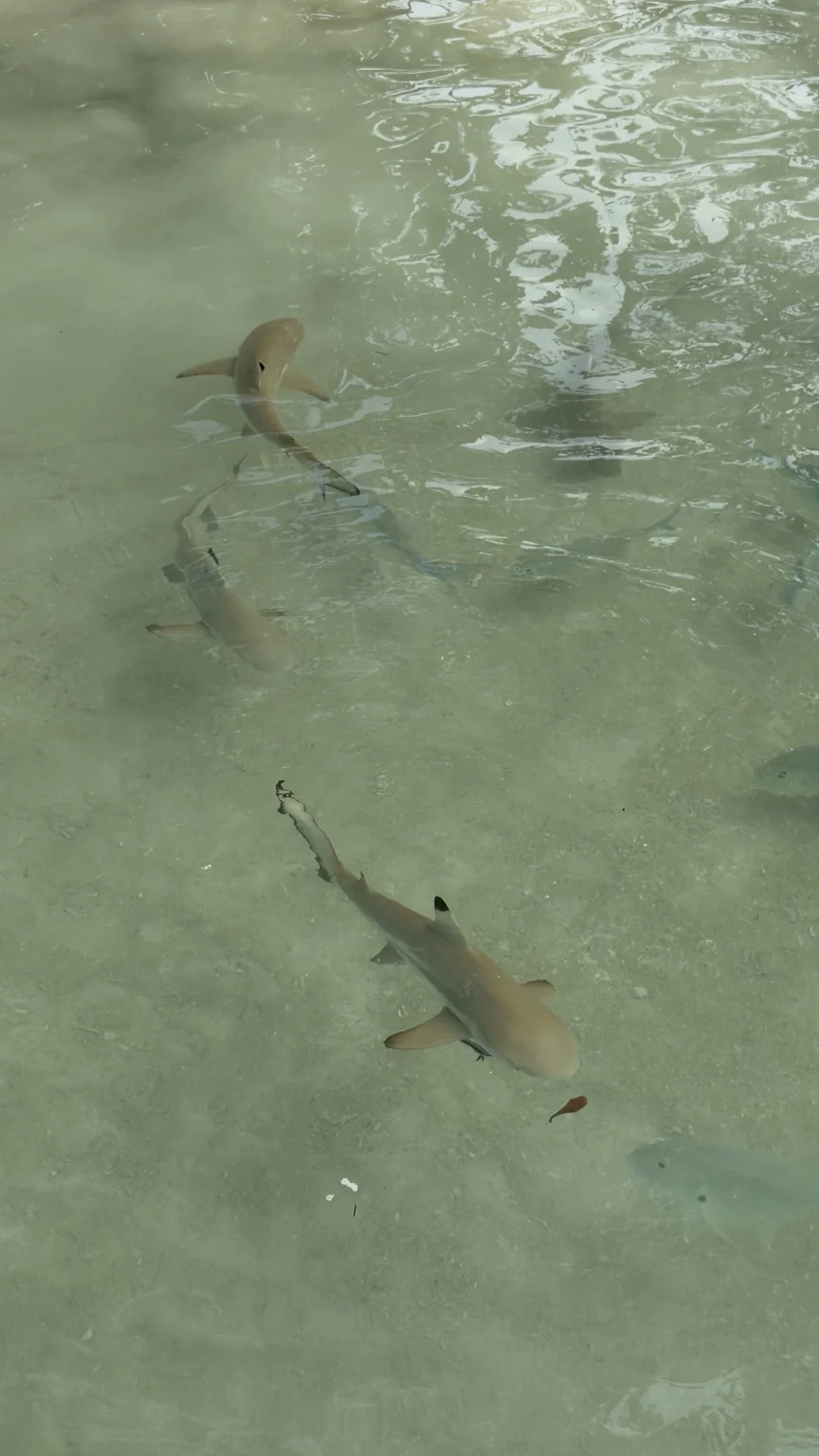 Several baby sharks swimming in clear, green-tinted shallow water.