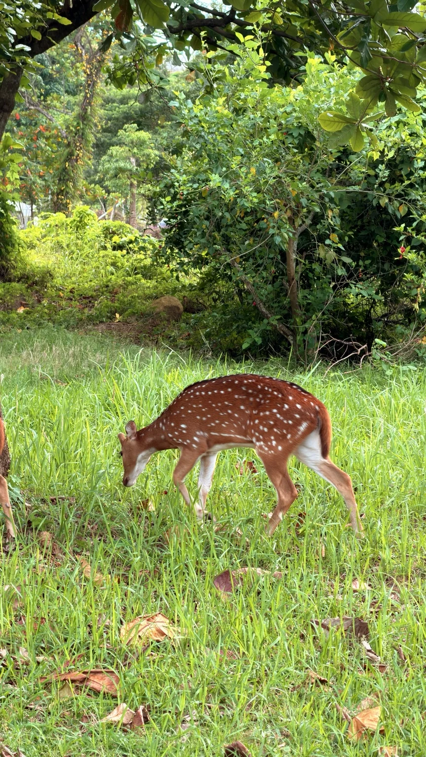 A spotted deer grazing on grass among green vegetation.