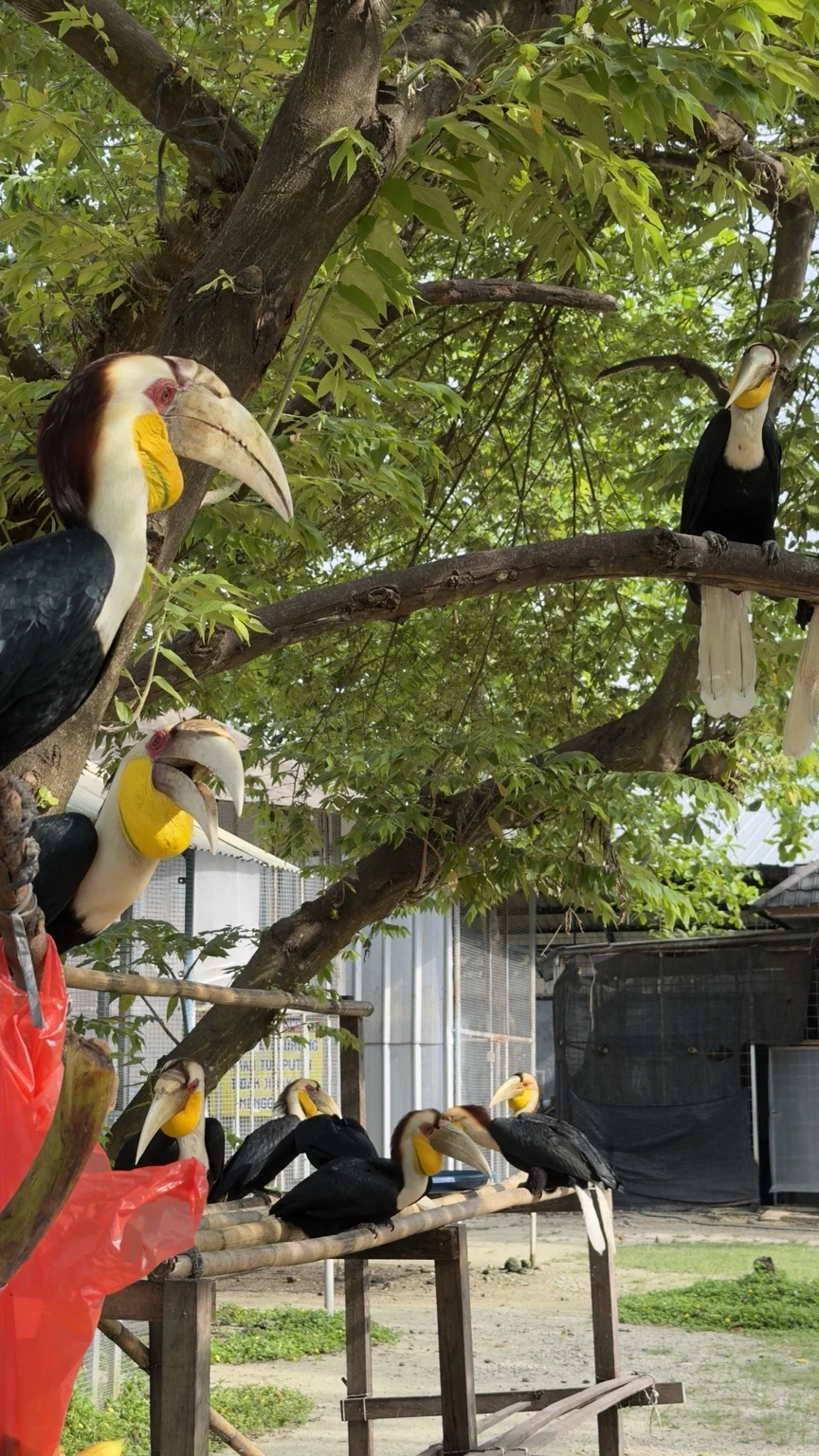 Several hornbills perched on branches in a leafy aviary.
