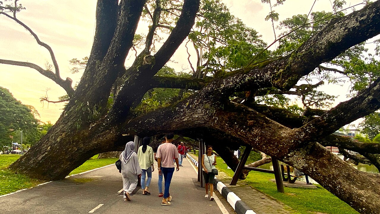 Visitors beneath an arching rain tree at Taiping Lake Gardens, July 2023