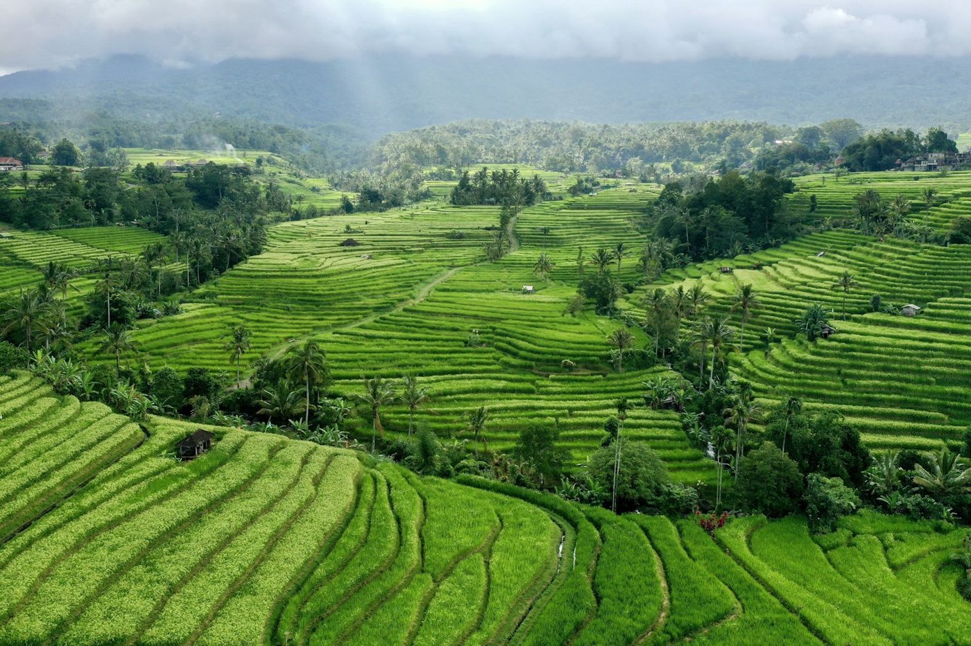 Green rice terraces and palm trees in Bali.
